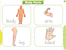 Body Parts vocabulary